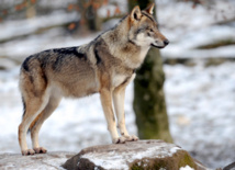 Loups : mais laissez-les donc vivre !