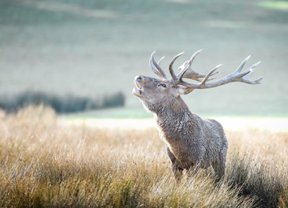 Le symbolisme du cerf